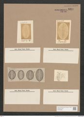 Navicula notabilis Grev. (de-Toni-Nr.: Genus 1, Species 808) Zeichnungen Sammlung Grunow Nr. 1314 (NHMW-BOT-W0367985)